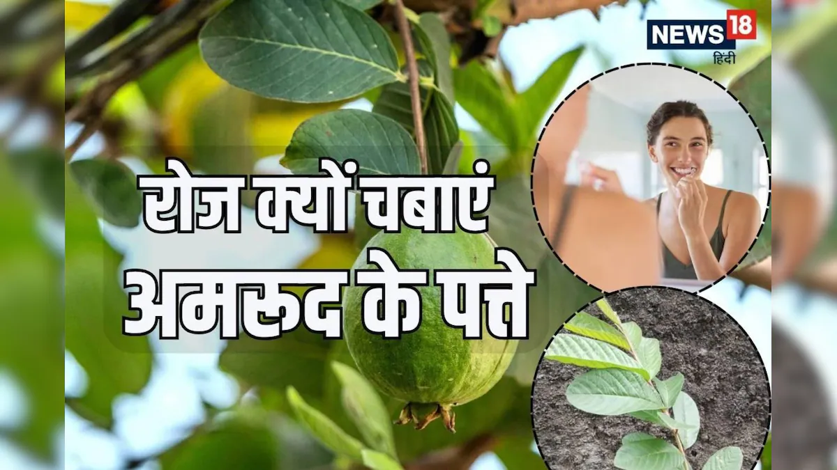 अमरूद सिर्फ फल नहीं, सेहत का है खजाना, पत्ते और छाल भी औषधीय गुणों से भरपूर – News18 हिंदी