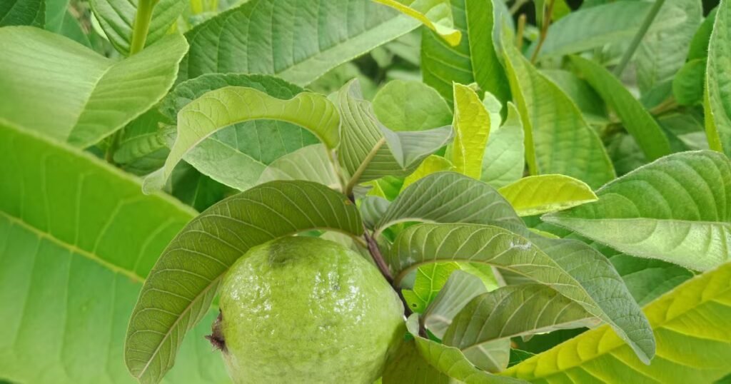 मुंह से बदबू आ रही है? बिना एक पैसा खर्च किए इस पत्ते को चबाइए, मिनटों में आने लगेगी खुशबू