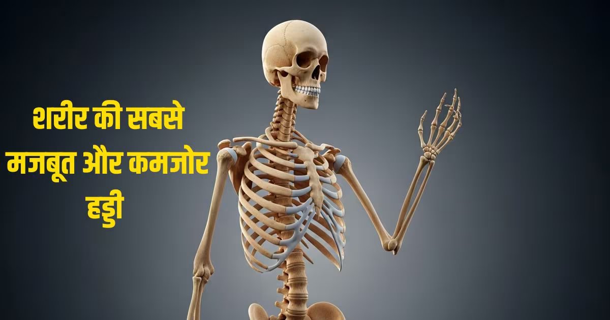 GK: शरीर में सबसे मजबूत और कमजोर हड्डी कौन सी होती है? टूट गई तो पूरी जिंदगी तहस-नहस