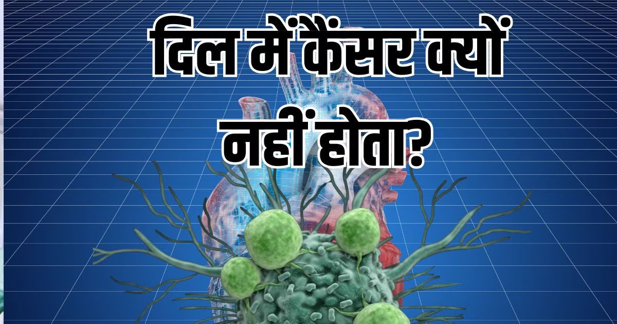 क्यों नहीं होता दिल में जल्दी कैंसर? चूहों पर हुई रिसर्च ने मिला जवाब, सामने आयी हार्ट की ये खासियत
