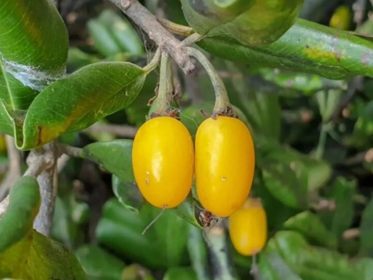 अप्रैल से जून तक ही मिलता ये अनोखा फल, बस इसी 2 महीने तक बाजार में ढूंढते हैं लोग, जान लें कौन सा...