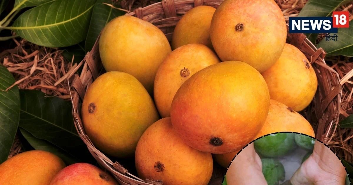 आम खाने का सही तरीका क्या है? सिर्फ 1 गलती की और शरीर में भर सकता है जहर, न्यूट्रिशनिस्ट से जानिए सही नियम