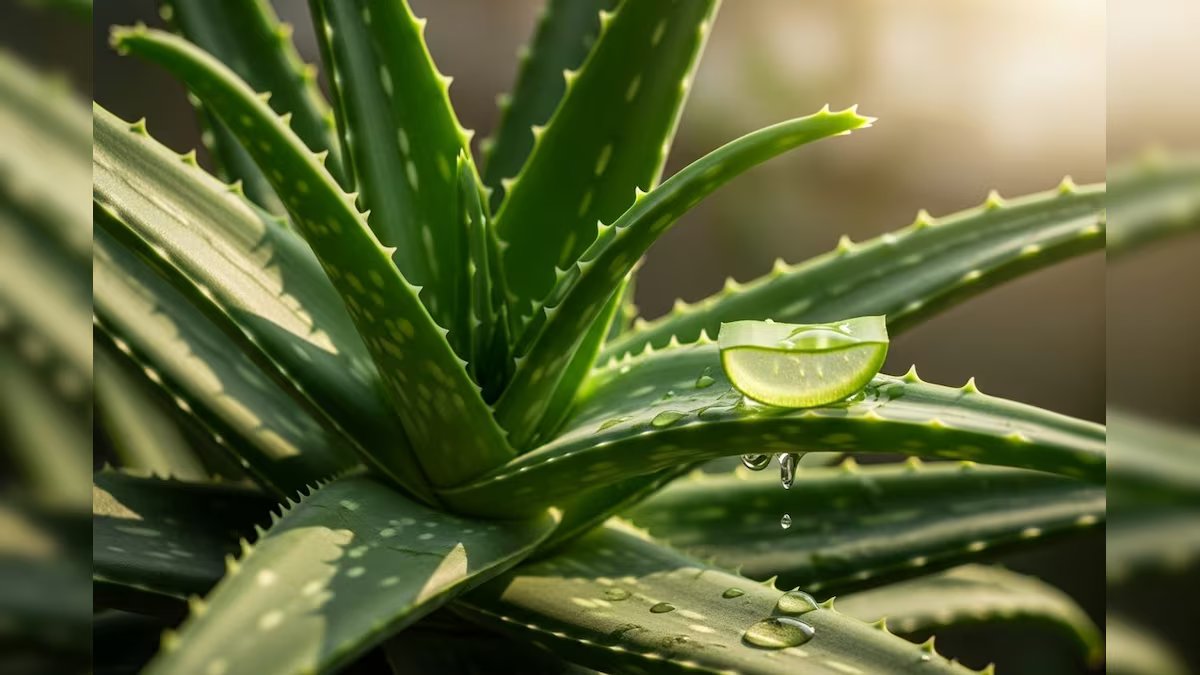 किसी के लिए अमृत, किसी के लिए जहर...जानिए एलोवेरा का घातकपन, पीते ही होने लगेगी ऐंठन-उल्टी