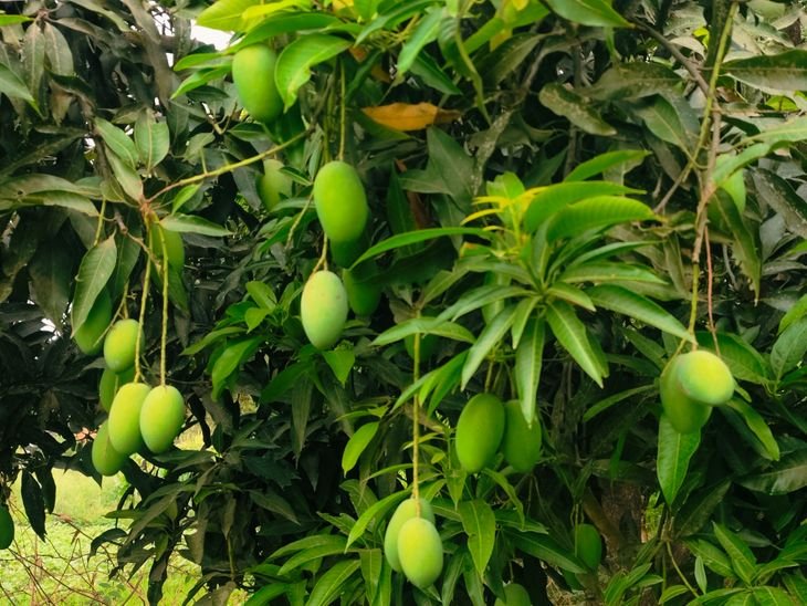 आम की फसल पर मौसम की मार:30% घट सकती है पैदावार, सप्लाई घटने पर दाम बढ़ने की आशंका...