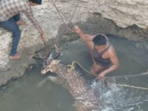 सागर में 20 फीट गहरे कुएं में गिरा चीतल:मर्गा दरारिया का मामला, वन विभाग ने रेस्क्यू कर बाहर निकाला, इलाज जारी