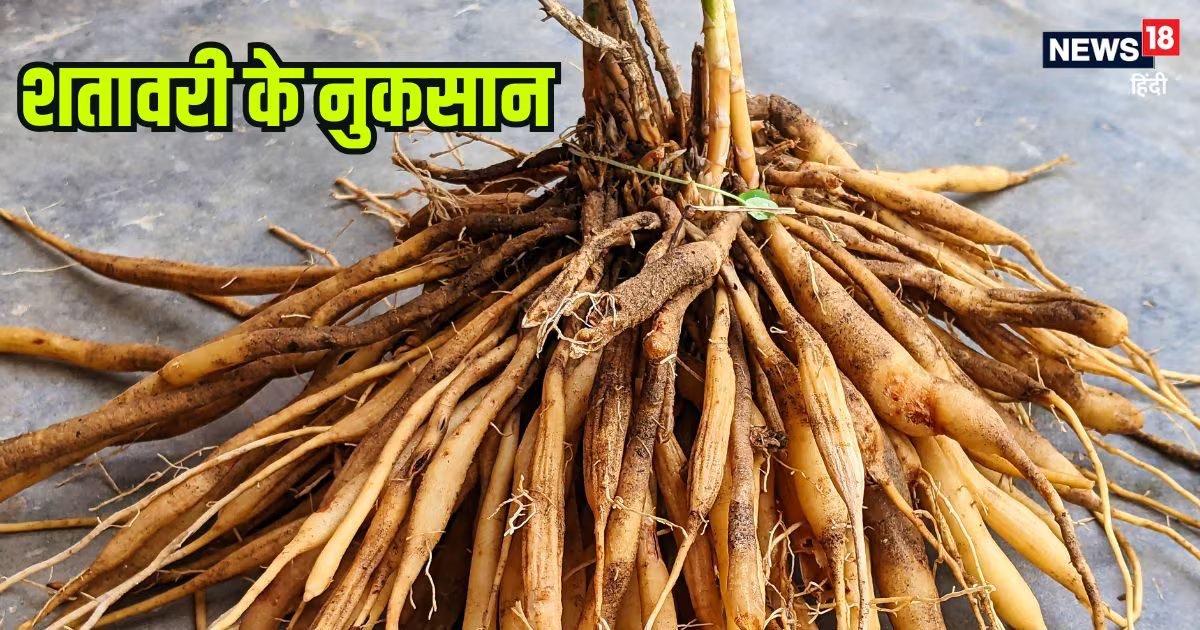 आयुर्वेद में 'रानी औषधि' कही जाने वाली शतावरी नुकसान भी पहुंचाती है, खाने से पहले जान लें ये साइड एफेक्ट्स
