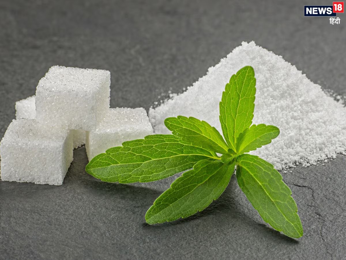 मीठी तुलसी गर्मियों में शरीर को दे ठंडक, शुगर कंट्रोल करने में रामबाण, भीषण गर्मी में दे ढेरों फायदे