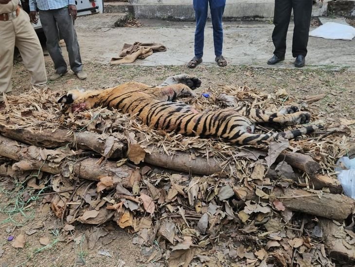 कान्हा में अमाही बाघिन के आखिरी शावक की मौत:9 दिनों में बाघिन और उसके 4 शावकों की जान गई; पूरा कुनबा खत्म