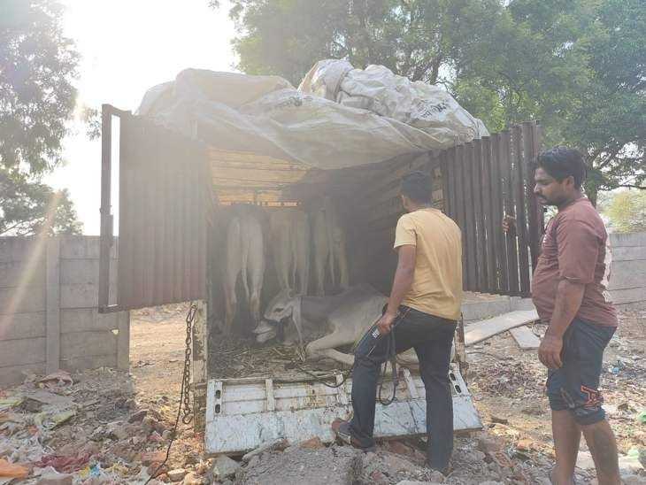 तिलक नगर में मवेशियों से भरी गाड़ी पकड़ी:हिंदूवादियो ने रोका, हंगामे के बाद पुलिस पहुंची, तीन के खिलाफ एफआईआर
