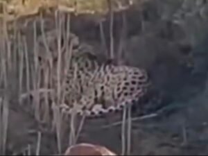 Kunno Cheetah KGP-1 Moves to Ghatigaon; Tracking Continues