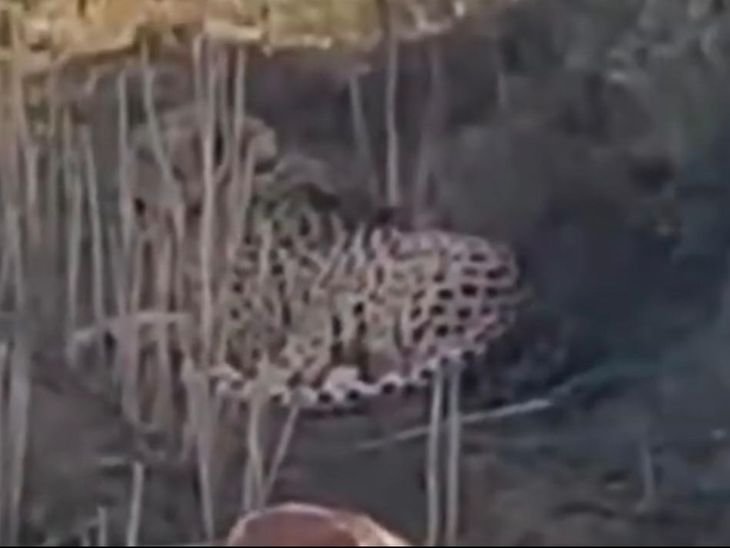 Kunno Cheetah KGP-1 Moves to Ghatigaon; Tracking Continues