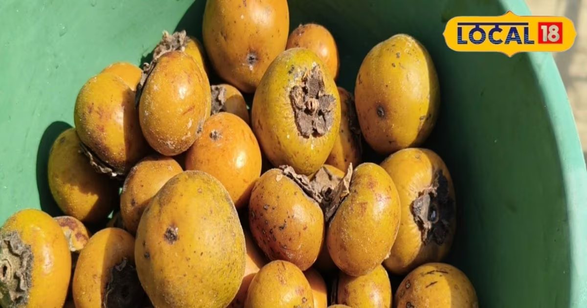 एक महीने का सीजन, पूरे घर का खर्च! क्या है तेंदू फल की ताकत? ये देसी मॉडल समझिए