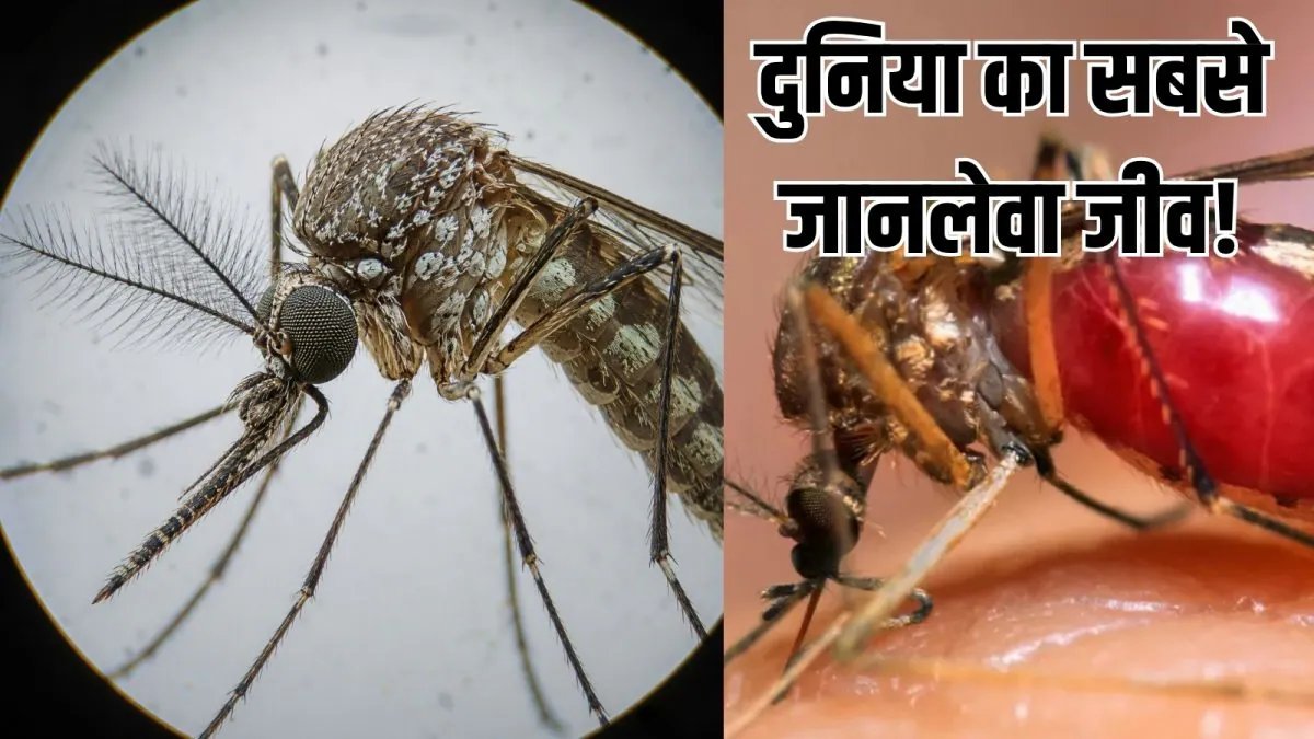 Tips To get rid of mosquito| worlds deadliest animal: मच्छर भगाने के असरदार उपाय