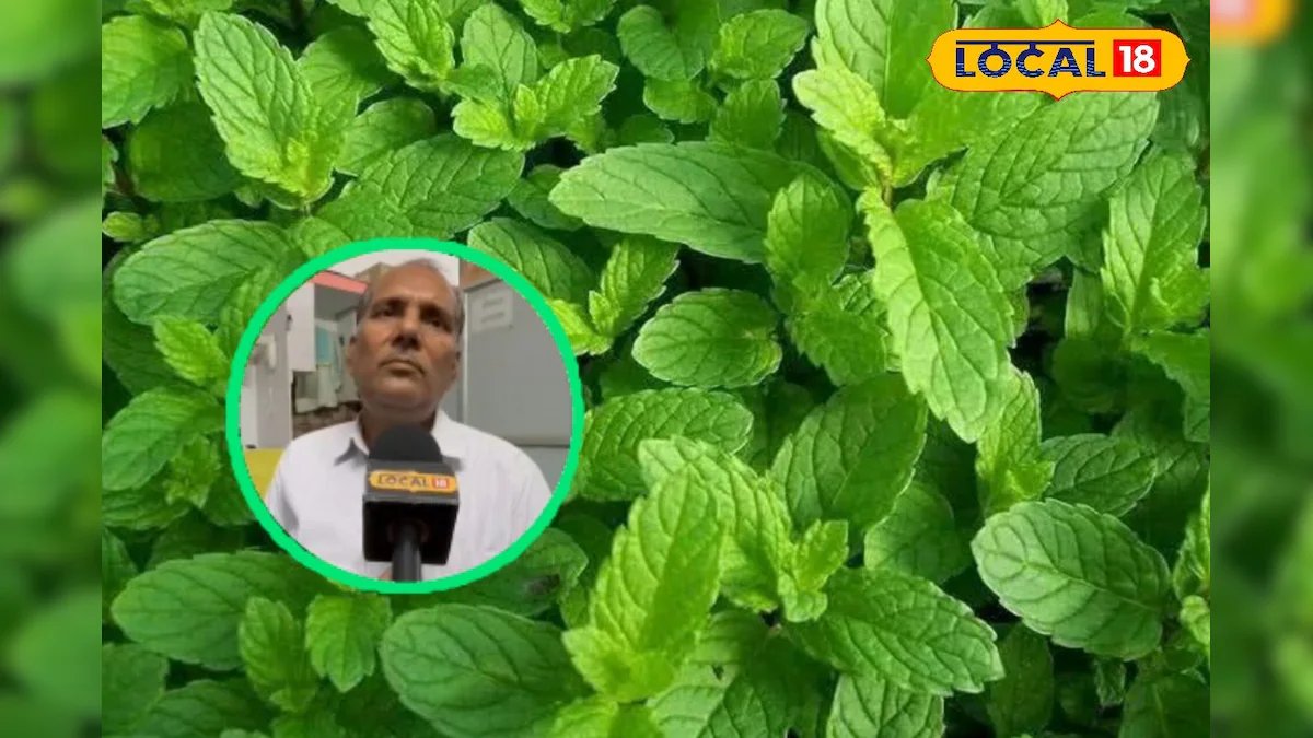 गर्मियों में बड़े करामाती होते हैं ये हर्बल पौधे, लू और धूप का सबसे कारगर उपाय, डॉक्टर से जानें फायदे