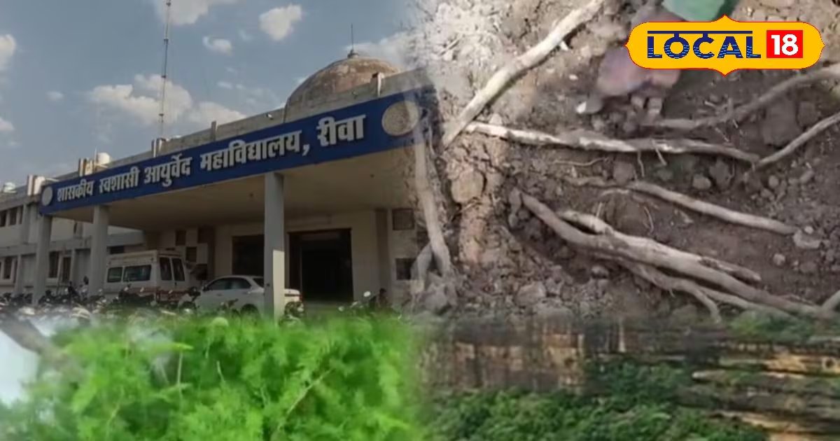 इस जड़ी-बूटी के अनगिनत फायदे! महिलाओं के लिए तो रामबाण, आयुर्वेदाचार्य ने खोला राज