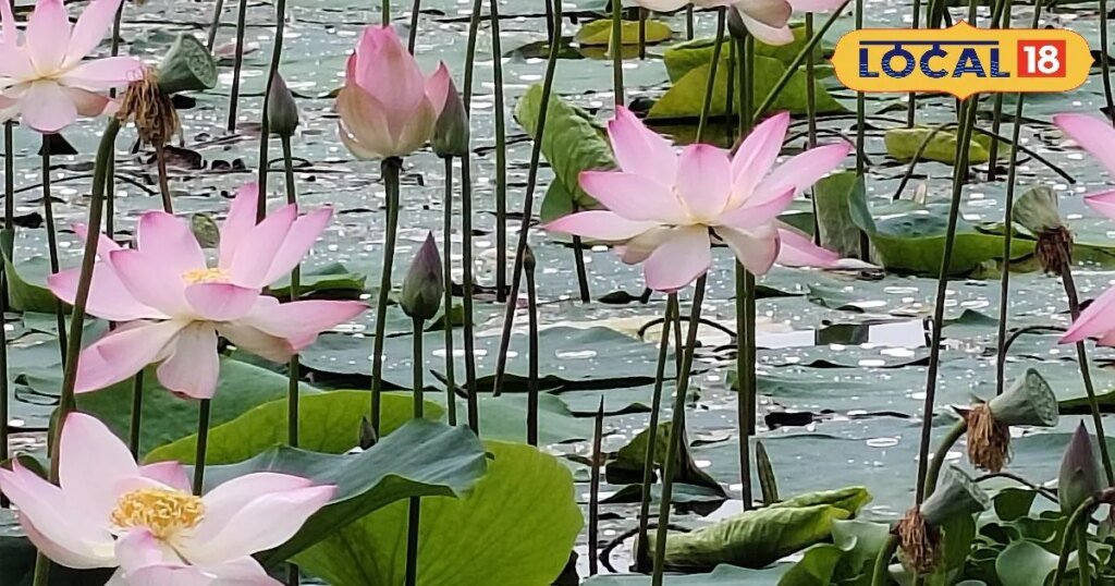 सूजन कम करना होगा या स्किन चमकदार...कमल फूल का जवाब नहीं, 99% लोगों को पता नहीं ये बात
