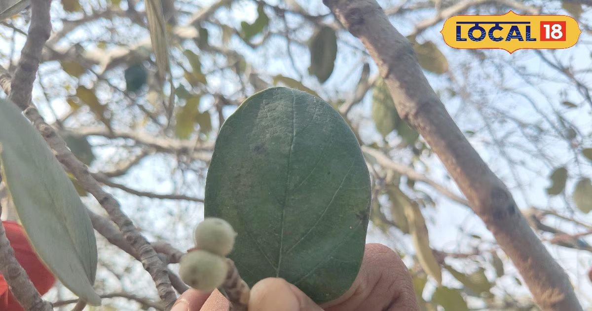 ये पेड़ बरगद का छोटा भाई... इसका फल जादू! गर्मी, दस्त, उल्टी, सिरदर्द का रामबाण इलाज, जानें फार्मूला