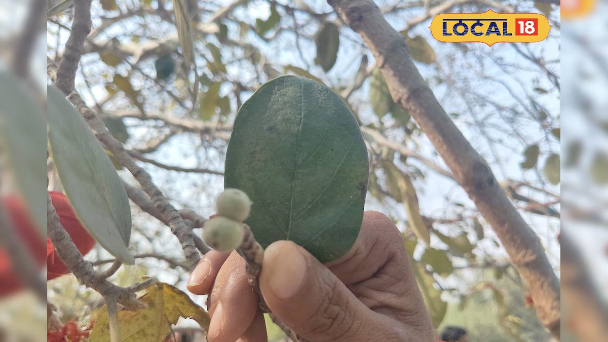 सिर्फ गर्मी में पेड़ पर आता है यह फल, शरीर को देता है ठंडक, सर दर्द को कर देता है गायब, हेल्थ में काफी फायदेमंद