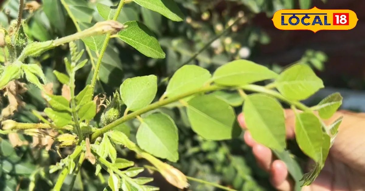 मीठे नीम का कमाल! बाल को काला-घना करने से लेकर डायबिटीज कंट्रोल तक… सिर्फ एक पत्ता बदल देगा आपकी सेहत