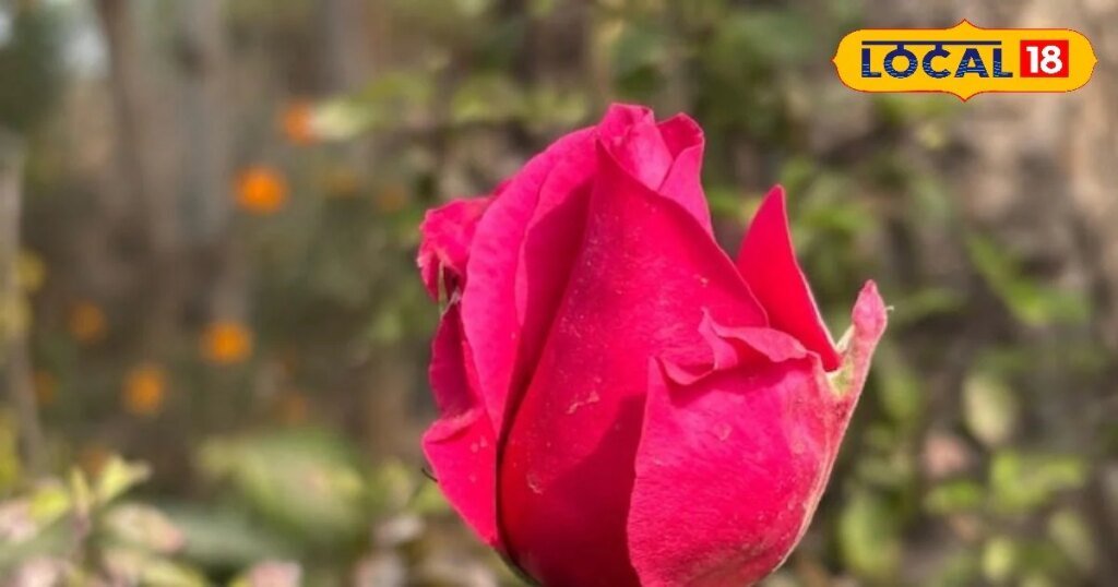 गुलाब का फूल
