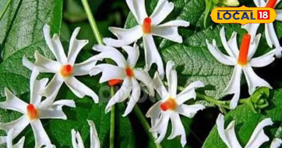 पाचन से लेकर सर्दी-खांसी तक, कई समस्याओं में कारगर औषधि, जानिए हरसिंगार के चमत्कारी फायदे!