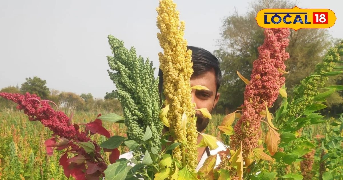जालोर का यह सुपरफूड बना गेमचेंजर, कूट-कूटकर भरा है फाइबर और आयरन, दिल की सेहत के लिए है वरदान