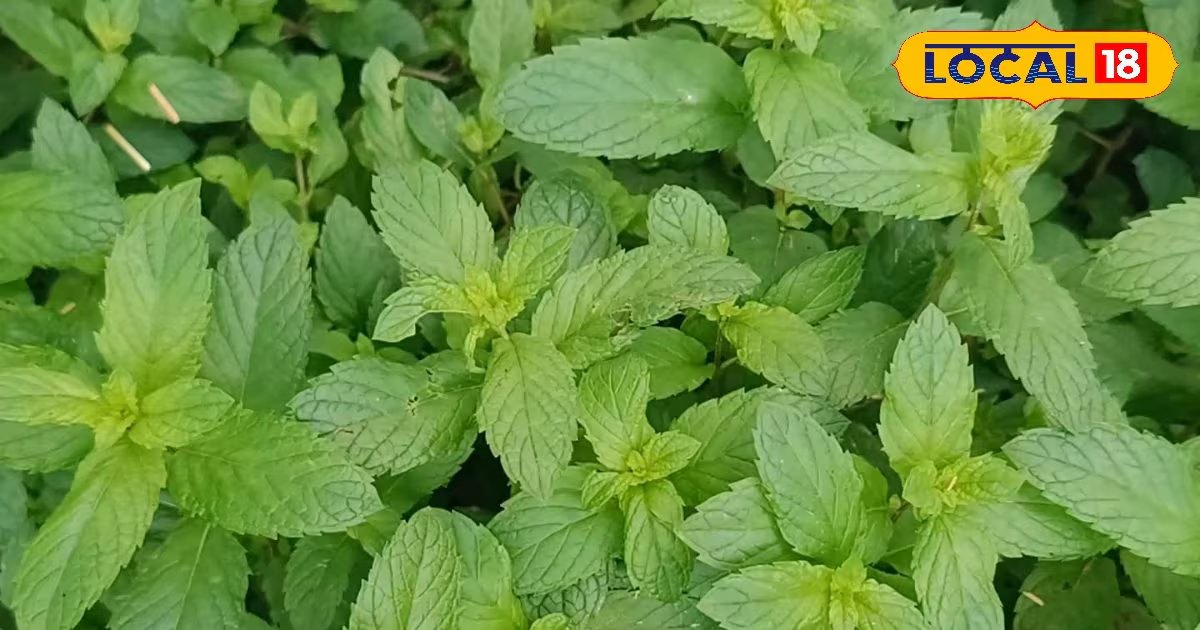 सेहत का खजाना, पेट की जलन और एसिडिटी के लिए रामबाण है पुदीना, एक्सपर्ट से समझें इसके हेल्थ बेनिफिट्स