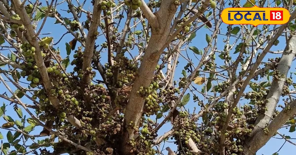 7 साल में तैयार होगा यह पेड़, फिर शुरू होगी तगड़ी कमाई! आयुर्वेद से फर्नीचर तक डिमांड