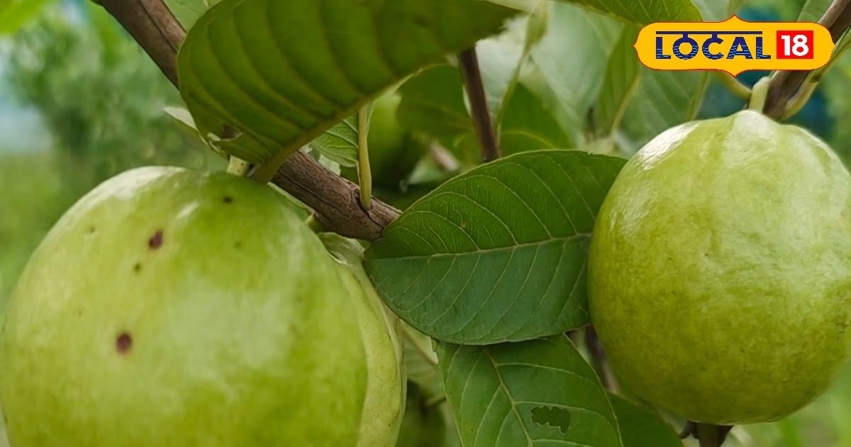 Guava Health Benefits: पेड़ पर उगने वाला यह देसी फल प्रोटीन-विटामिन से भरपूर, फल-पत्ती दोनों में छिपे हैं गुण