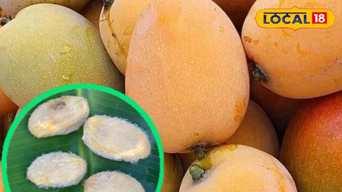 सिर्फ आम नहीं, उसकी गुठली भी है सुपरफूड! डैंड्रफ से लेकर पेट की बीमारी तक में फायदेमंद