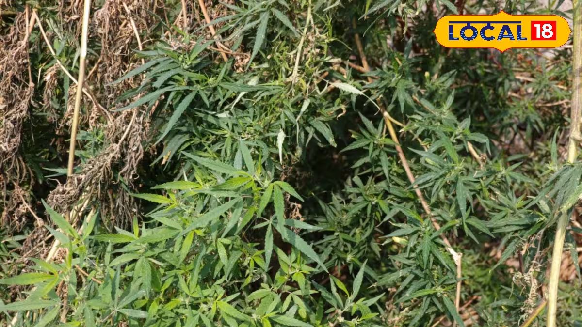 आयुर्वेद में क्यों खास मानी जाती है भांग? जानिए इसका उपयोग और सावधानियां