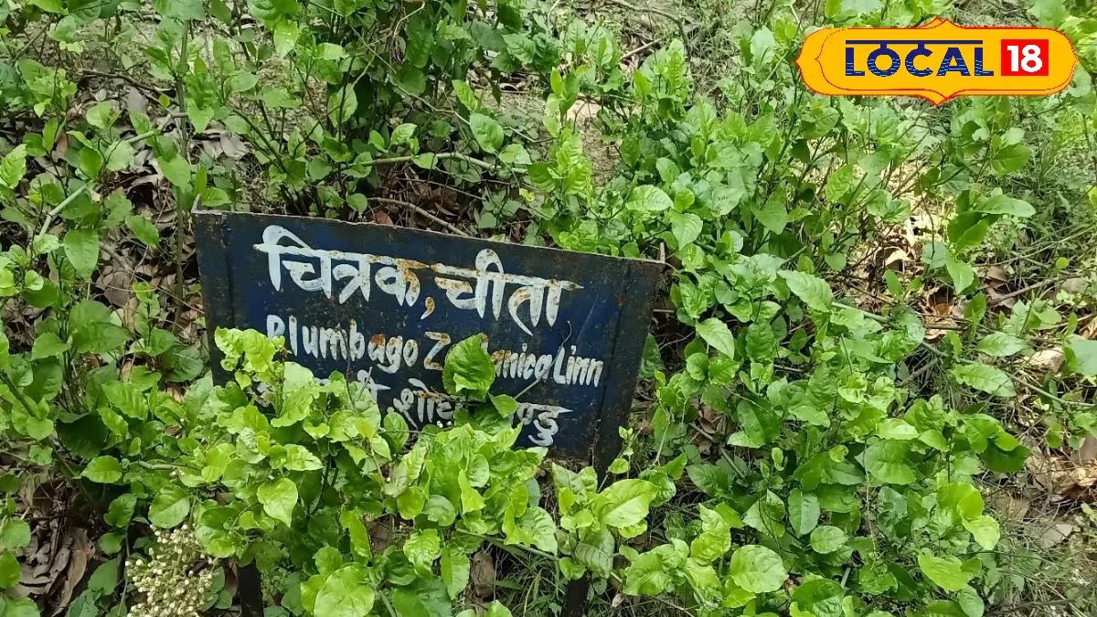 Chitrak Cheeta Benefits I चित्रक जड़ के फायदे