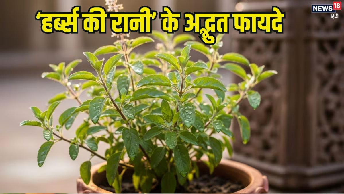 'हर्ब्स की रानी' के पत्ते ही नहीं मंजरी, बीज भी हैं औषधीय गुणों का खजाना, गर्मियों में शरीर को दे ठंडक, इम्यूनिटी भी बढ़ाए
