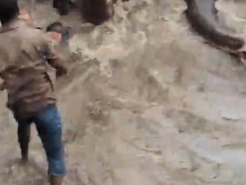 कर्नाटक में दो हाथियों की लड़ाई में पर्यटक की मौत:महिला हाथियों को नहाते देख रही थी, उनके नीचे दबी; बच्चे सहित दो लोग बाल-बाल बचे
