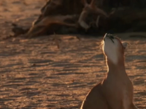 Rare Cat Caracal Killed By Villagers After 50 Goats Slaughtered