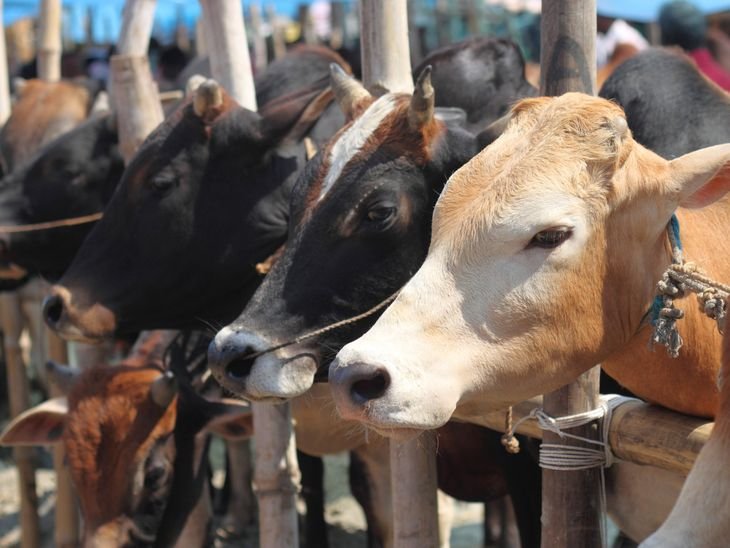 West Bengal CM Suvendus 50-Year Old Law Bans Animal Slaughter Without Fitness Certificate