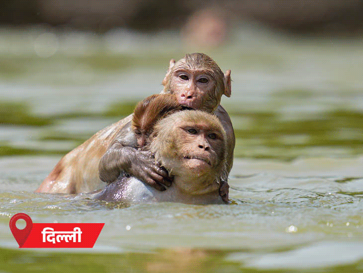 IMD Weather Update; MP UP rajasthan Maharashtra heatwave Alert