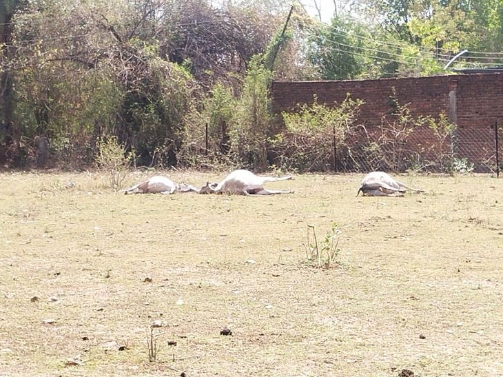 छतरपुर में करंट से चार जानवरों की मौत:11 केवी लाइन टूटी, बिजली विभाग पर लापरवाही का आरोप