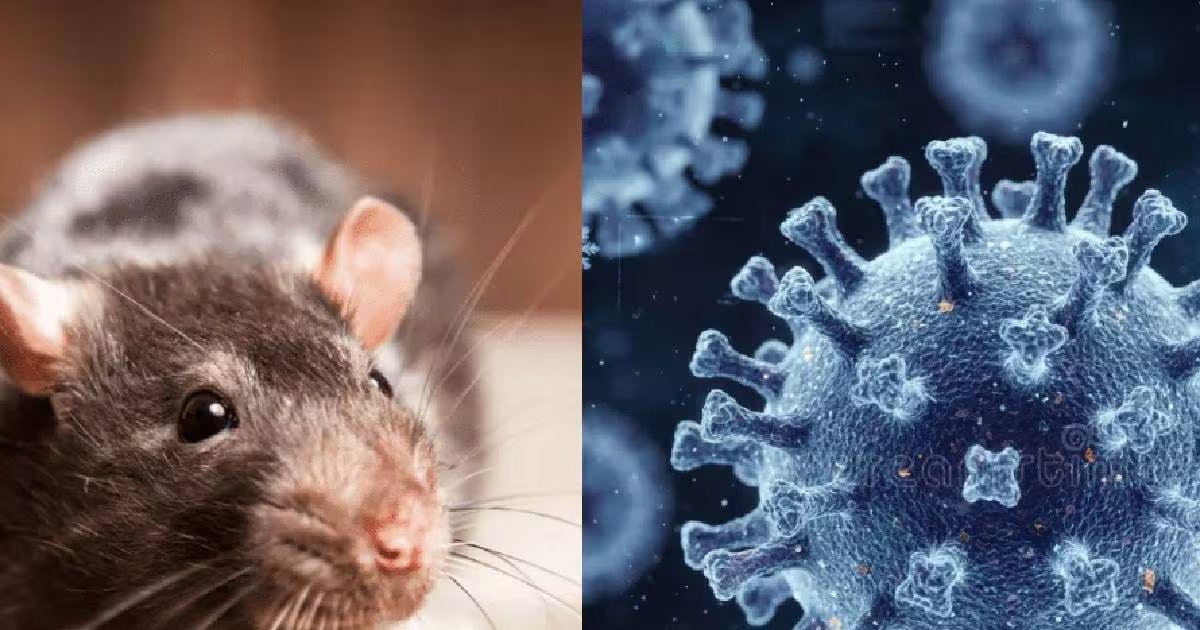 hantavirus organ failure| hantavirus symptoms| हंतावायरस से किडनी फेल का खतरा, डब्ल्यूएचओ ने जारी अलर्ट