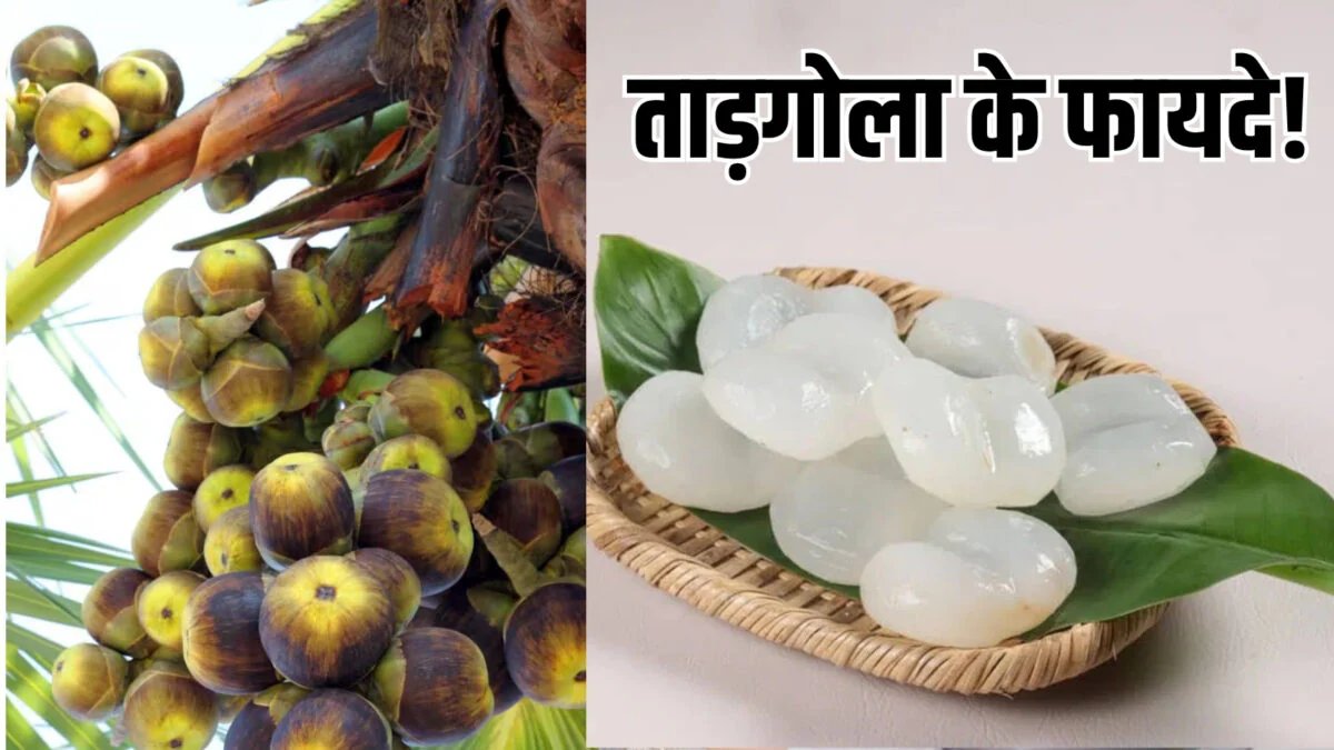 तरबूज-खरबूज से ज्यादा ताकतवर, दिखने में जेली और शरीर रखता है बर्फ सा ठंडा, जानें आइस एप्पल के फायदे