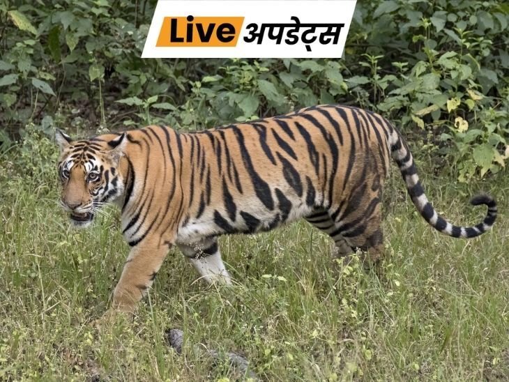 Breaking News Headlines Today, Pictures, Videos and More From Dainik Bhaskar