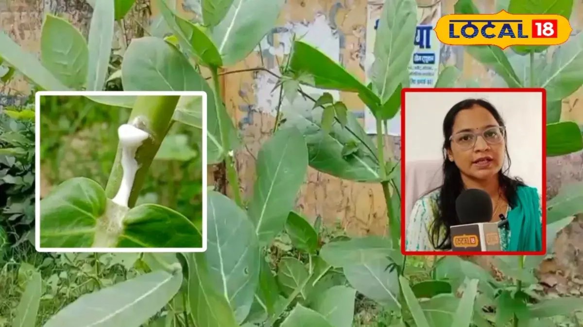 सिर्फ जहर नहीं, अमृत भी है मदार! बस करना होगा ऐसे इस्तेमाल, कई बीमारियों से दिलाता निजात