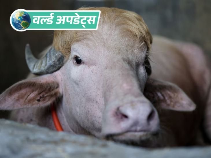 वर्ल्ड अपडेट्स:बांग्लादेश में ट्रम्प नाम के भैंसे की कुर्बानी पर रोक, नेशनल जू भेजा गया