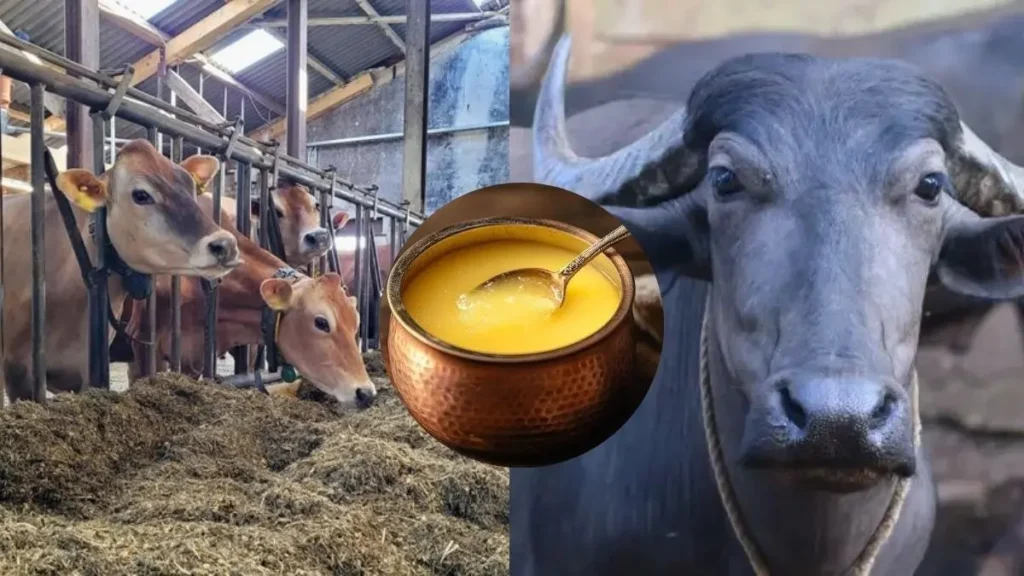 गाय बनाम भैंस का घी