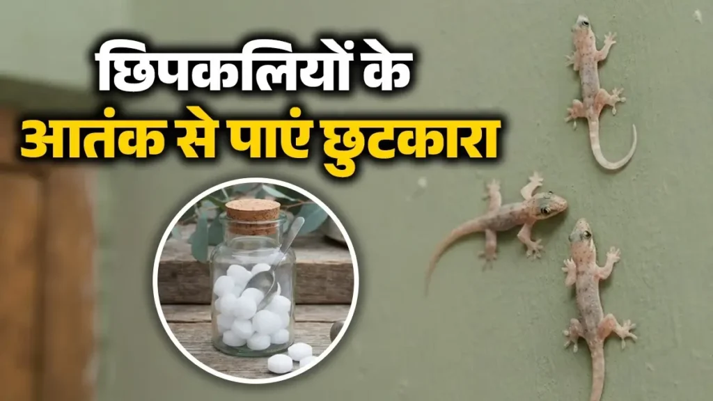 छिपकली हटाने के उपाय