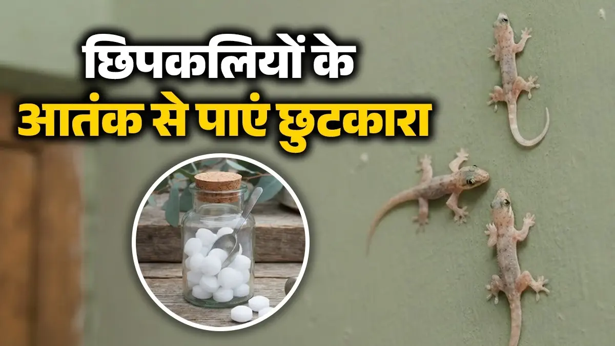<!-- HTML_TAG_START --><p><strong>छिपकलियां के आने के रास्तों को करें बंद:</strong> दीवारों की दरारों, खिड़कियों और वेंटिलेशन के जरिए घर में घुसती हैं। इन रास्तों को बंद करें और घर की रेगुलर सफाई रखें ताकि उन्हें छिपने का कोई कोना न मिले।</p><!-- HTML_TAG_END --> <span class="graytxt">Image: AI</span>