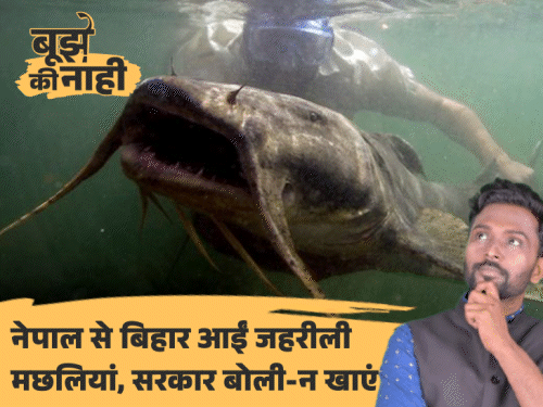 हाथी के बच्चे बराबर वजन, इंसानों को जिंदा निगलती है:सड़ा-गला मांस खाती है, नेपाल से बहकर बिहार आईं खतरनाक मछलियों की कहानी